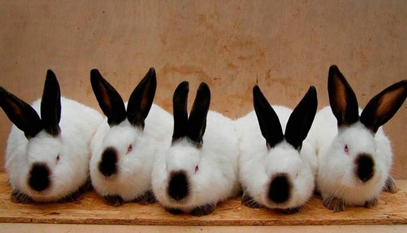 Особливості розведення кроликів