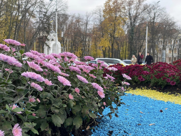 В харьковских скверах расцвели хризантемы.