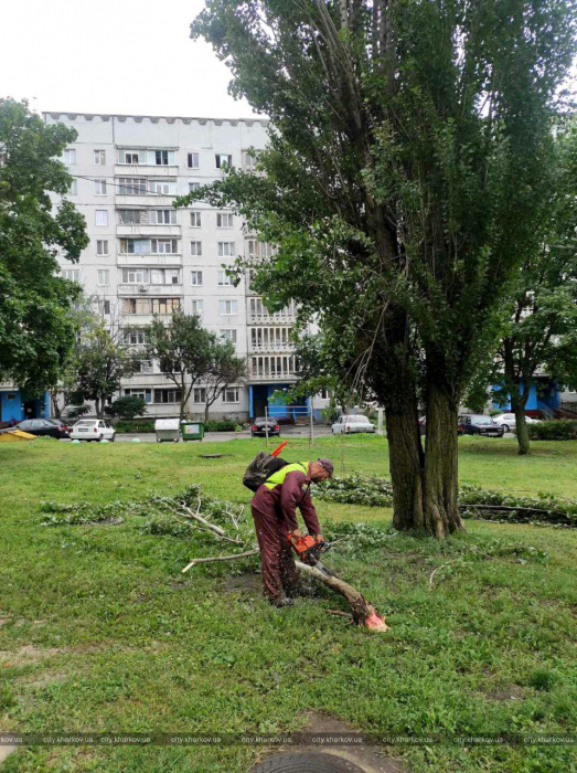 Поваленные деревья, оборванные провода: в Харькове и области оценивают ущерб от непогоды.