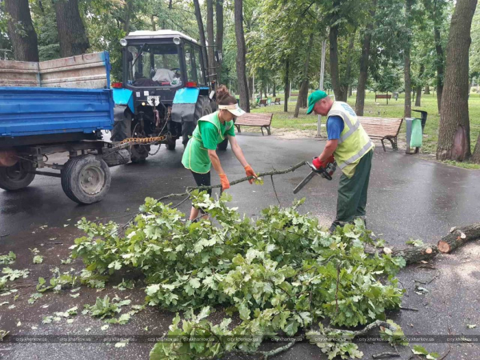 Поваленные деревья, оборванные провода: в Харькове и области оценивают ущерб от непогоды.