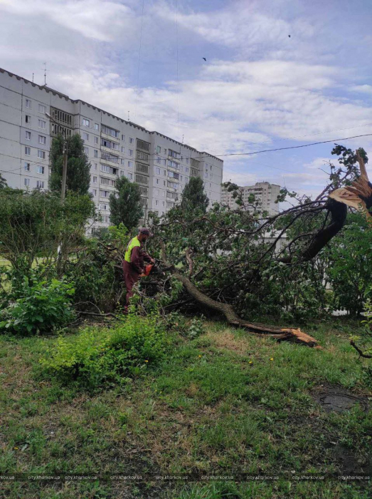 Поваленные деревья, оборванные провода: в Харькове и области оценивают ущерб от непогоды.
