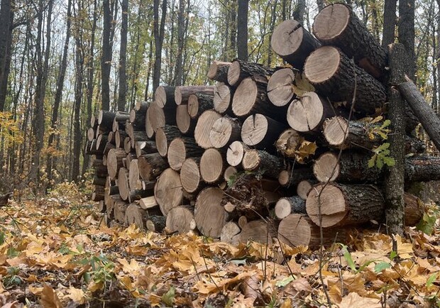 В Харьковской области растет спрос на дрова: в Кочетоцком лесничестве ограничили продажу до 15 кубов в одни руки