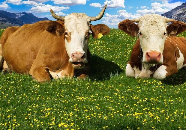 В Харьковской области живет самая продуктивная корова Украины: Варяжка во второй раз возглавила национальный рейтинг