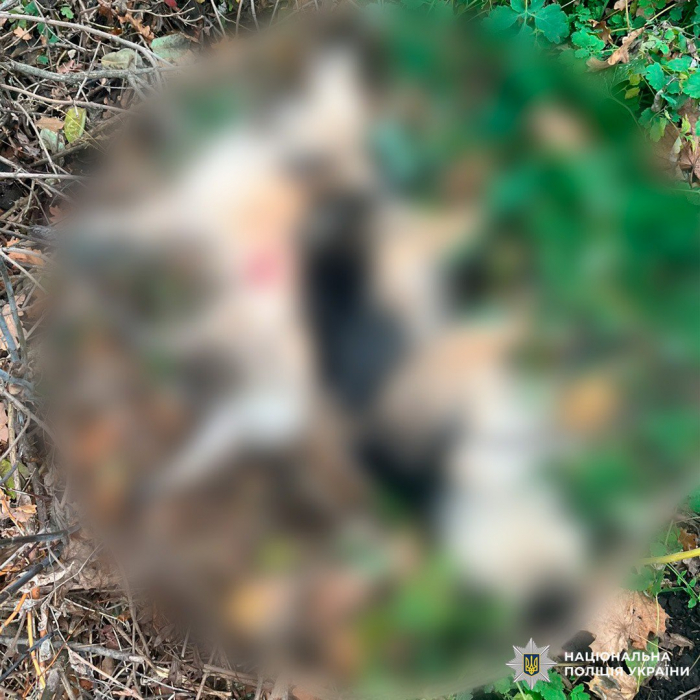 В Харьковской области мужчина из ружья застрелил собак.